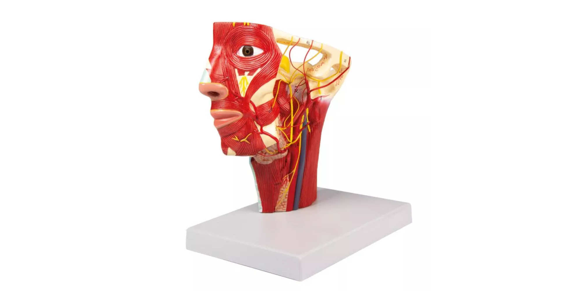 Arterias de la cabeza marca erler zimmer