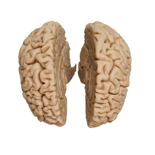 Cerebro humano, molde real marca erler zimmer
