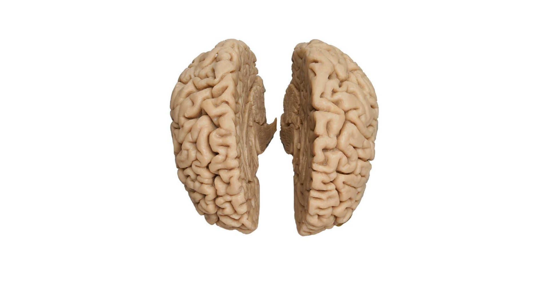 Cerebro humano, molde real marca erler zimmer