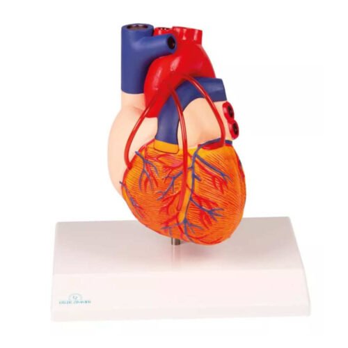 Corazón con bypass marca erler zimmer