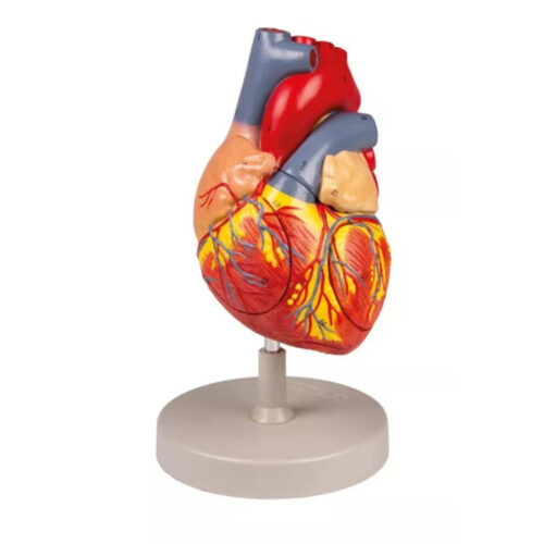 Corazón humano, 2 veces el tamaño real, 4 partes marca erler zimmer