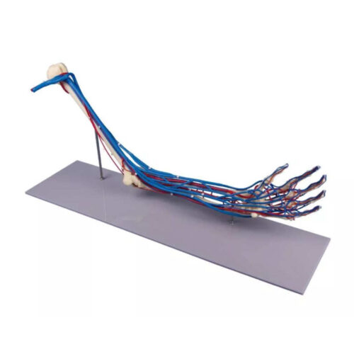 Esqueleto de brazo con vasos sanguíneos marca erler zimmer