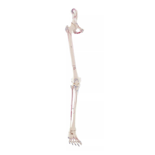 Esqueleto de pierna con media pelvis, pie flexible y marcaje muscular erler zimmer