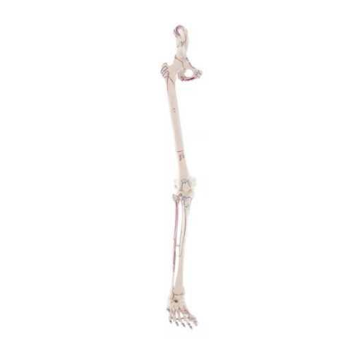 Esqueleto de pierna con media pelvis y marcaje muscular marca erler zimmer