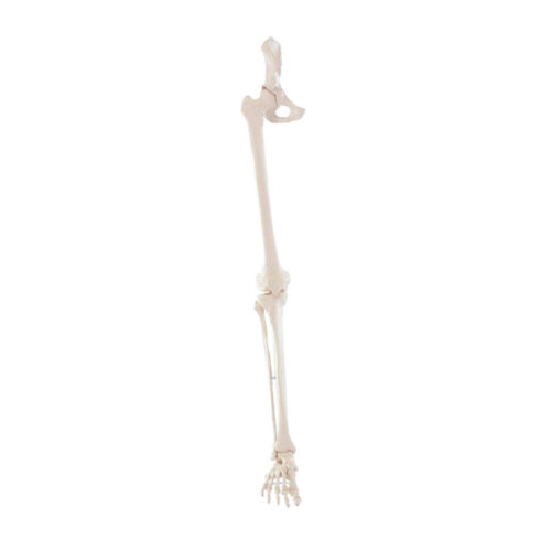 Esqueleto de pierna con media pelvis y pie flexible marca erler zimmer