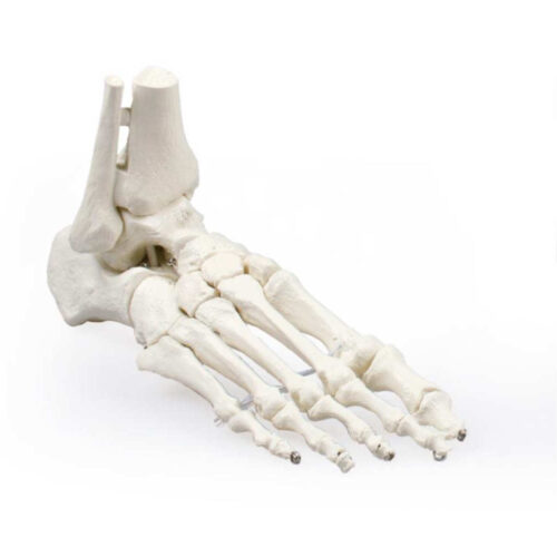 Esqueleto del pie con inserción de tibia y peroné marca erler zimmer