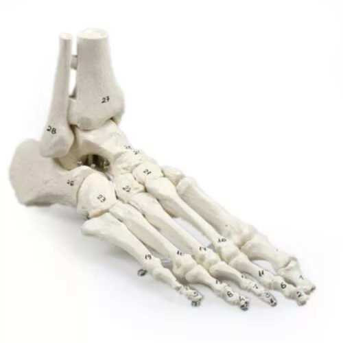 Esqueleto del pie con inserción de tibia y peroné, numerado erler zimmer