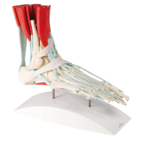 Esqueleto del pie con ligamentos marca erler zimmer