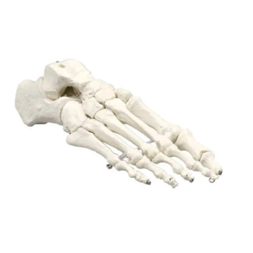Esqueleto del pie humano marca erler zimmer