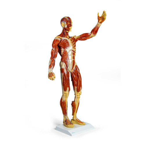 Figura musculosa, 1 3 del tamaño natural marca erler zimmer