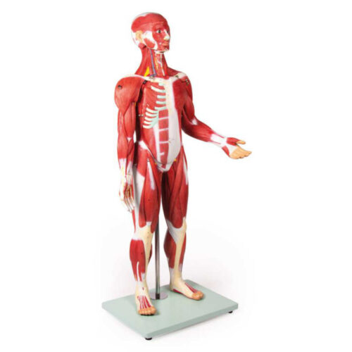 Figura musculosa, 30 piezas, 85 cm uno marca erler zimmer