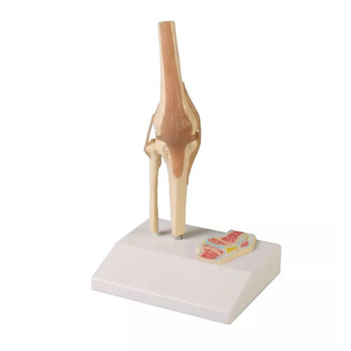 Modelo Anatómico de Articulación de rodilla en miniatura con sección transversal marca erler zimmer