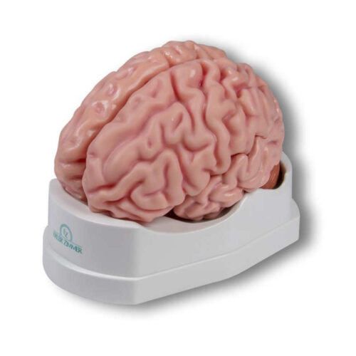 Modelo anatómico del cerebro, tamaño real, 5 partes marca erler zimmer