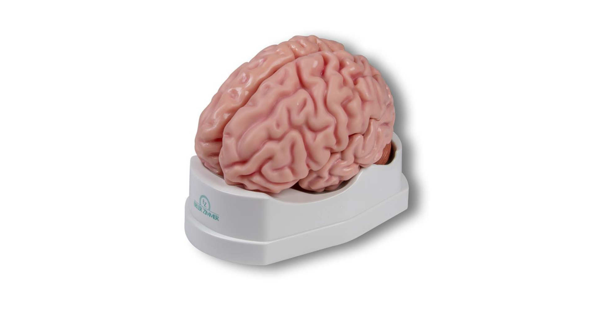 Modelo anatómico del cerebro, tamaño real, 5 partes marca erler zimmer