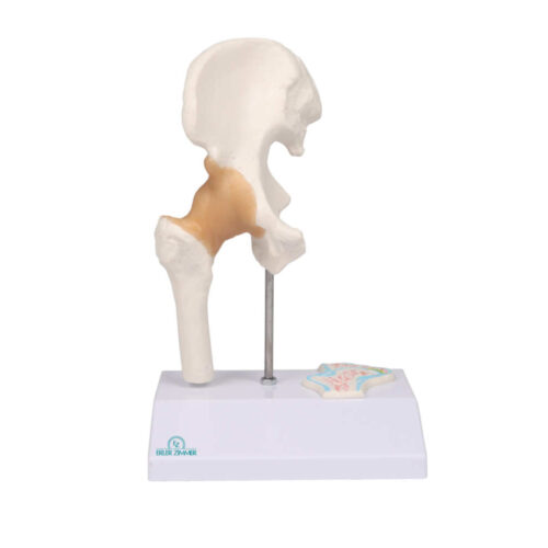 Modelo anatómico miniatura de cadera marca erler zimmer
