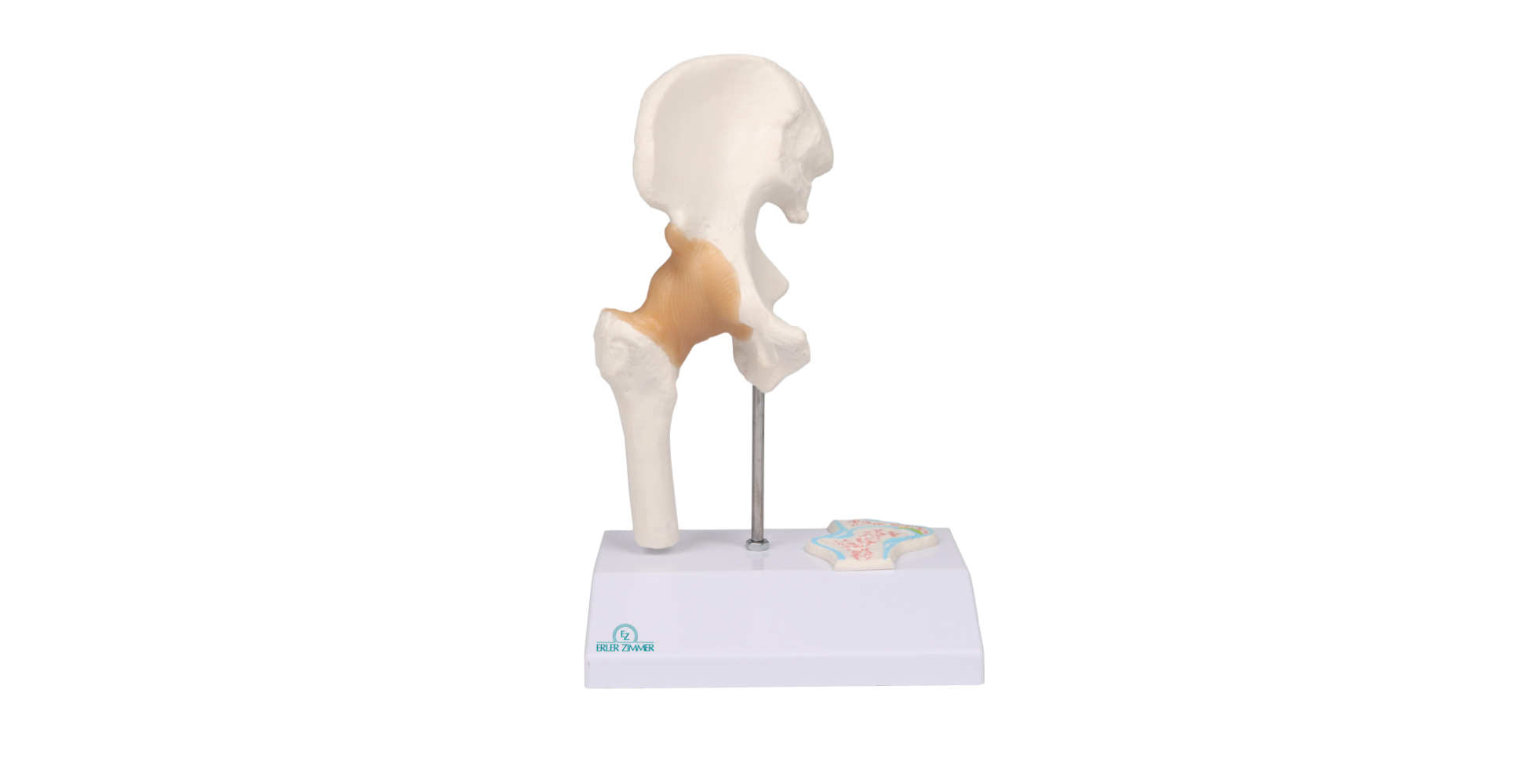 Modelo anatómico miniatura de cadera marca erler zimmer