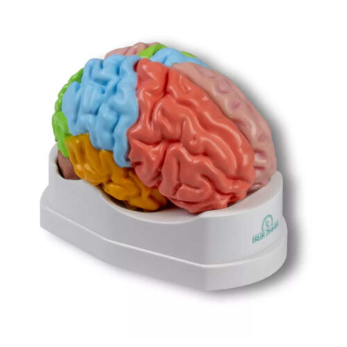 Modelo cerebral funcional y regional, tamaño real, 5 partes marca erler zimmer