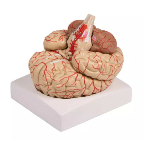 Modelo de cerebro de 9 partes con arterias uno marca erler zimmer