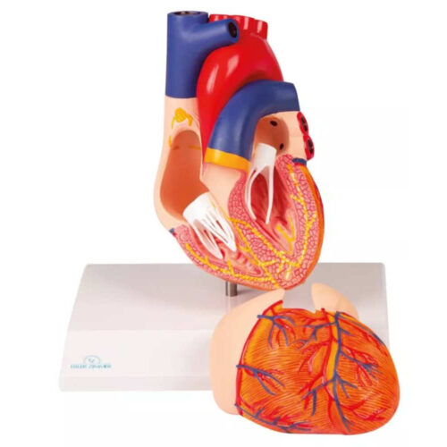 Modelo de corazón, de 2 partes, con sistema de conducción marca erler zimmer