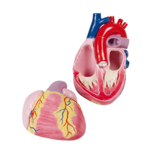 Modelo de corazón gigante, 3 veces el tamaño real, 2 partes marca erler zimmer
