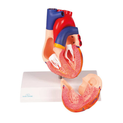 Modelo de corazón, tamaño real, 2 partes marca erler zimmer
