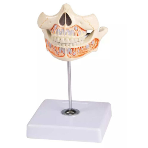 Modelo de dientes de leche uno marca erler zimmer