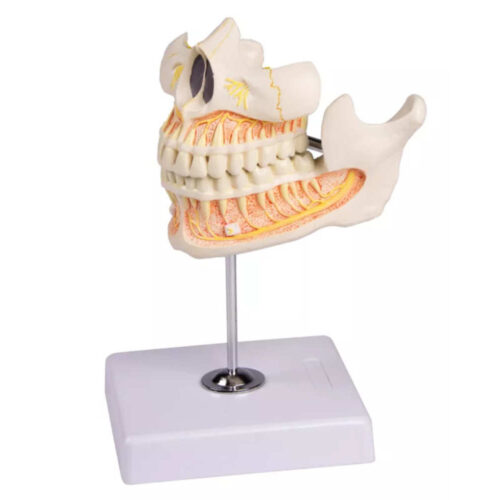 Modelo de dientes permanentes marca erler zimmer