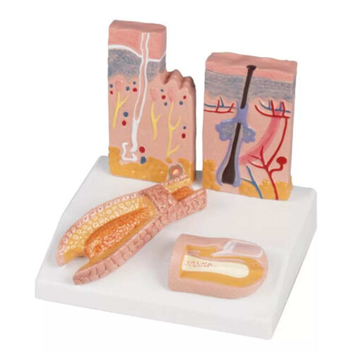 Modelo de escritorio de piel, cabello y uñas marca erler zimmer