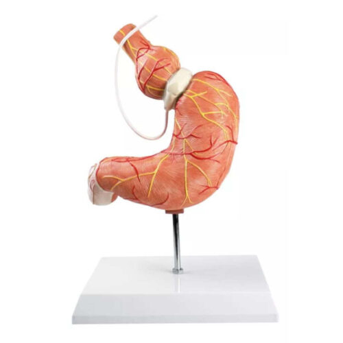 Modelo de estómago con banda gástrica marca erler zimmer
