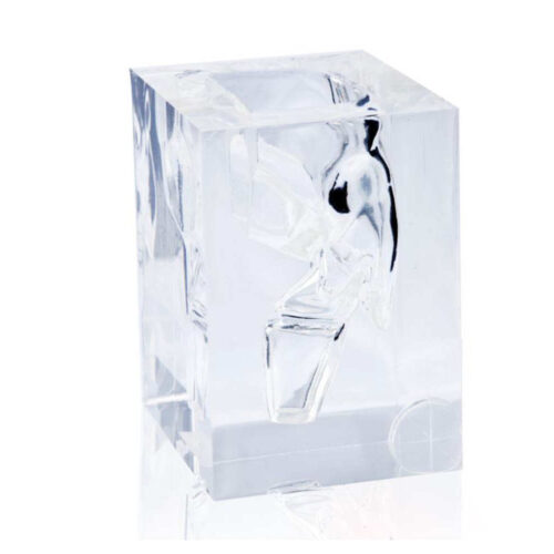 Modelo de laringofaringe transparente marca erler zimmer