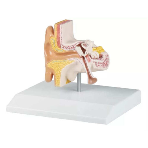 Modelo de oreja, 1,5 veces el tamaño real marca erler zimmer
