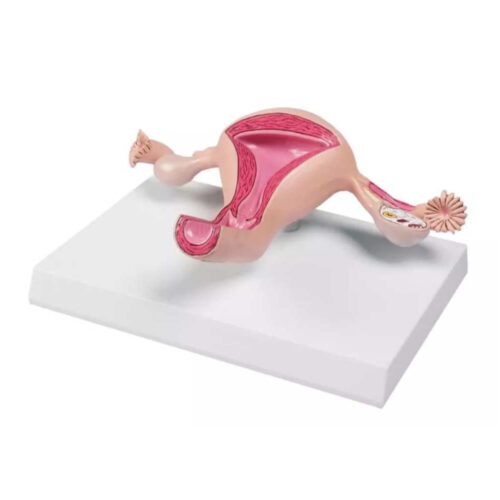 Modelo de útero marca erler zimmer