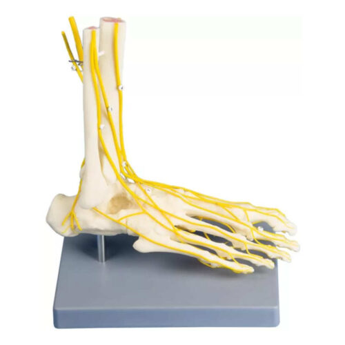 Neuro Foot modelo anatómico del sistema nervioso del pie marca erler zimmer