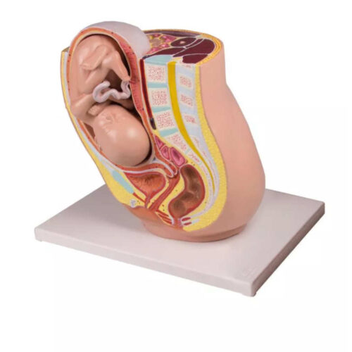 Pelvis de embarazo con feto en la semana 32 de gestación 2 partes marca erler zimmer