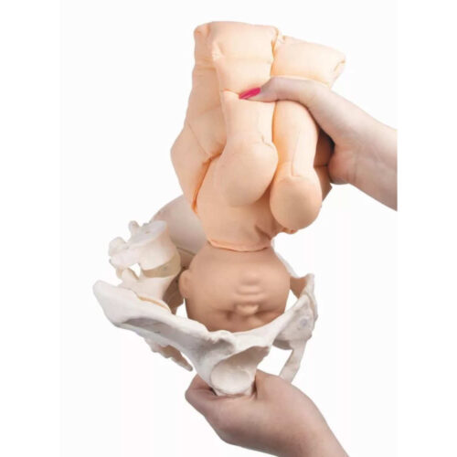 Pelvis femenina con muñeca de feto y placenta marca erler zimmer