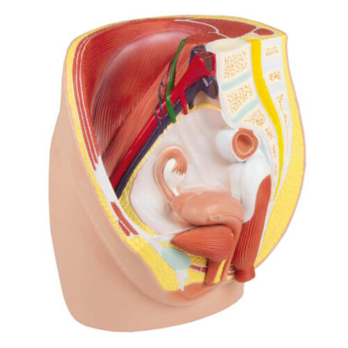Pelvis femenina, tamaño natural 3 partes marca erler zimmer