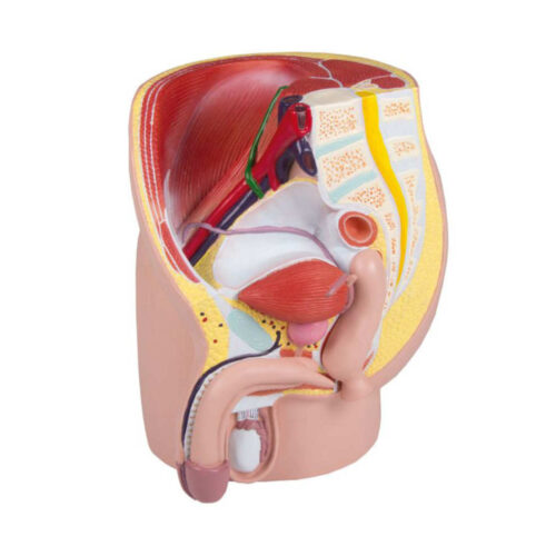 Pelvis masculina, tamaño natural, 4 partes marca erler zimmer