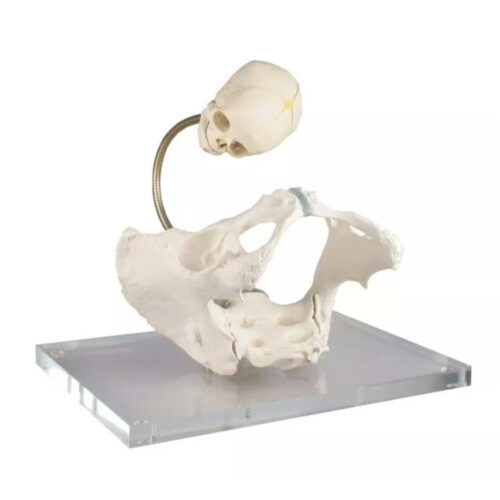 Pelvis para demostración del canal del parto marca erler zimmer