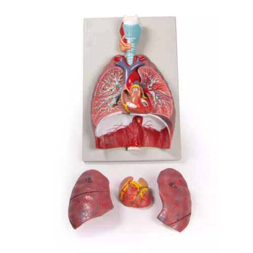 Pulmones, corazón y faringe, 7 partes marca erler zimmer