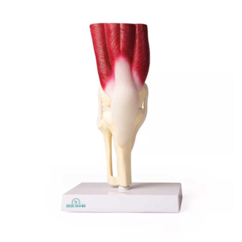 Rodilla articulada tamaño real con músculos uno marca erler zimmer