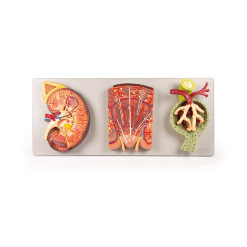 Sección de riñón con nefrona renal y corpúsculo renal marca erler zimmer