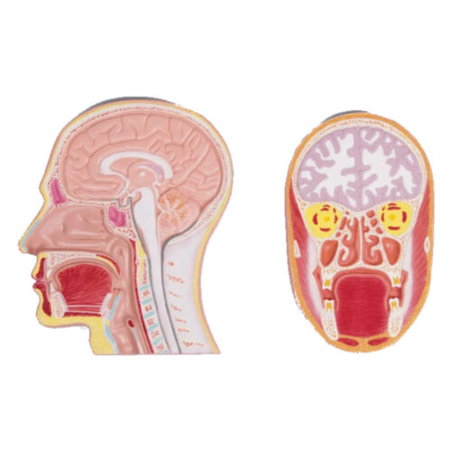 Sección frontal y media de la cabeza (modelo en relieve) marca erler zimmer
