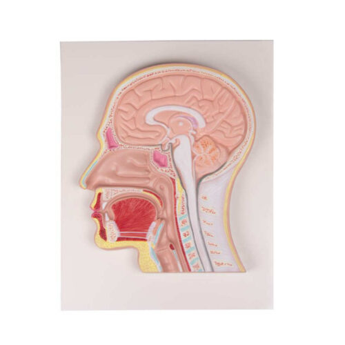 Sección media de la cabeza (modelo en relieve) marca erler zimmer