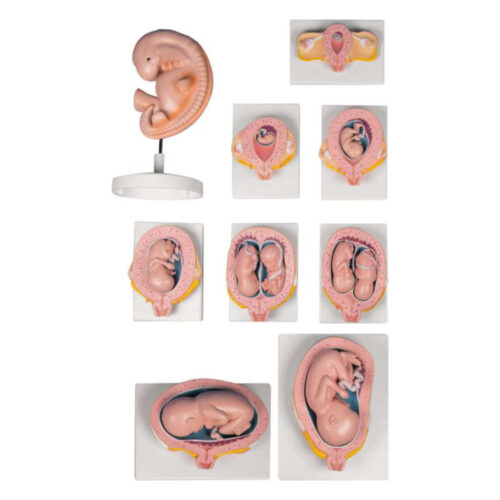 Set de modelos para embarazadas 9 modelos marca erler zimmer