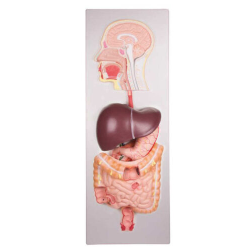 Sistema digestivo humano, 5 partes marca erler zimmer