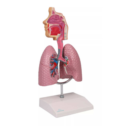 Sistema respiratorio humano marca erler zimmer