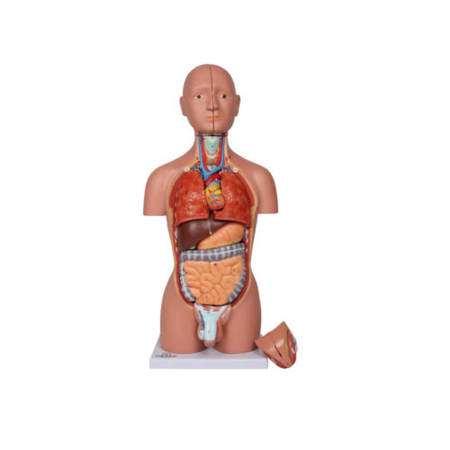 Torso en miniatura, 16 piezas, dos sexos marca erler zimmer