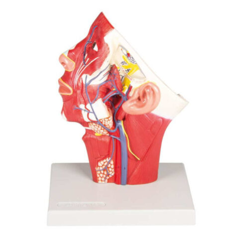 Venas de la cabeza marca erler zimmer