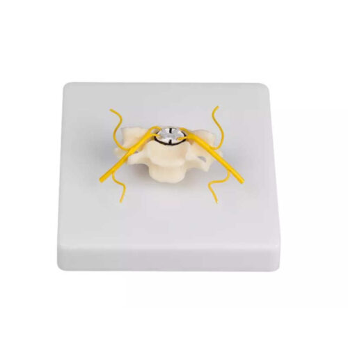 Vértebra con sección de médula espinal marca erler zimmer