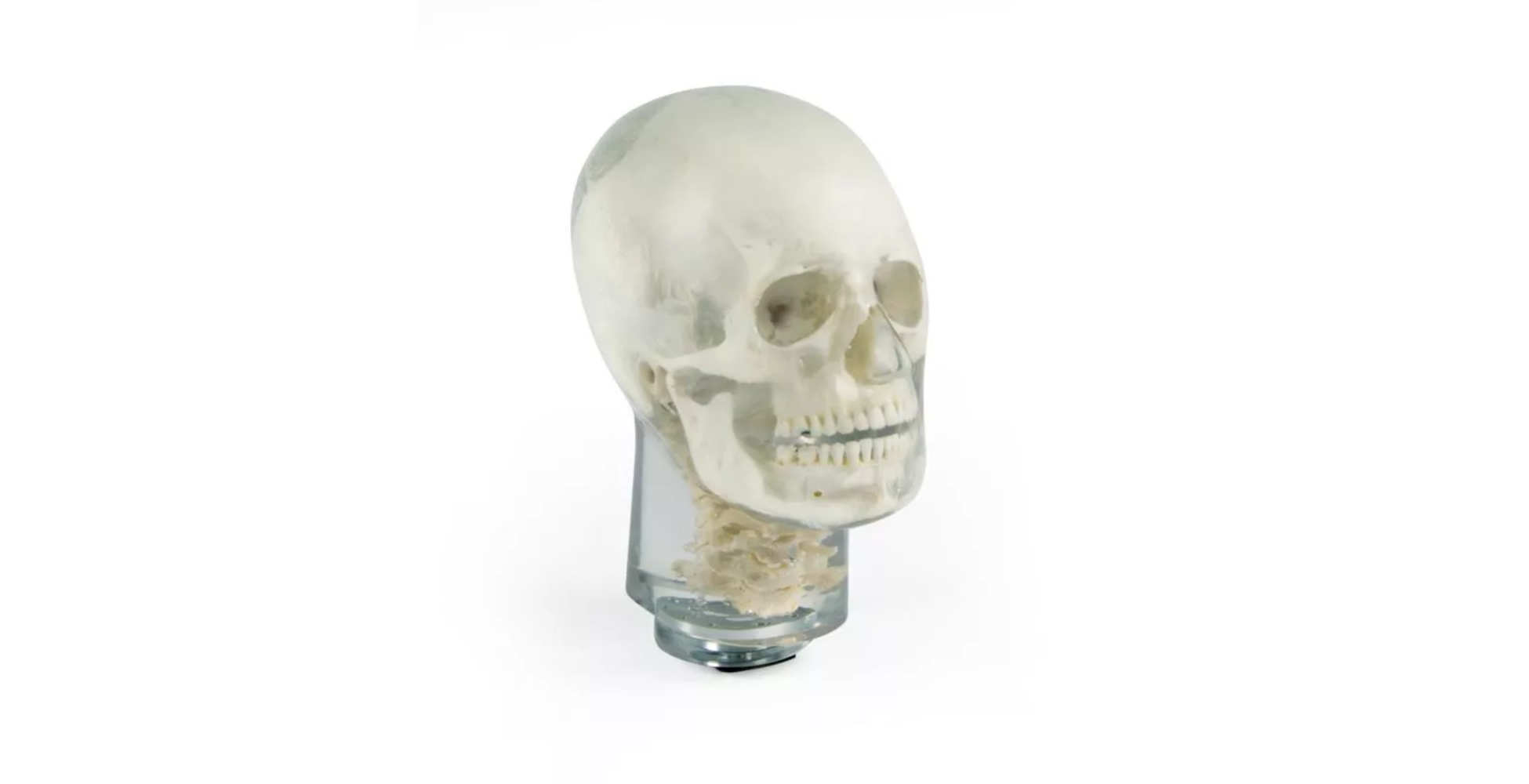 Cabeza fantasma para rayos X con vértebras cervicales para formación en radiología marca erler zimmer